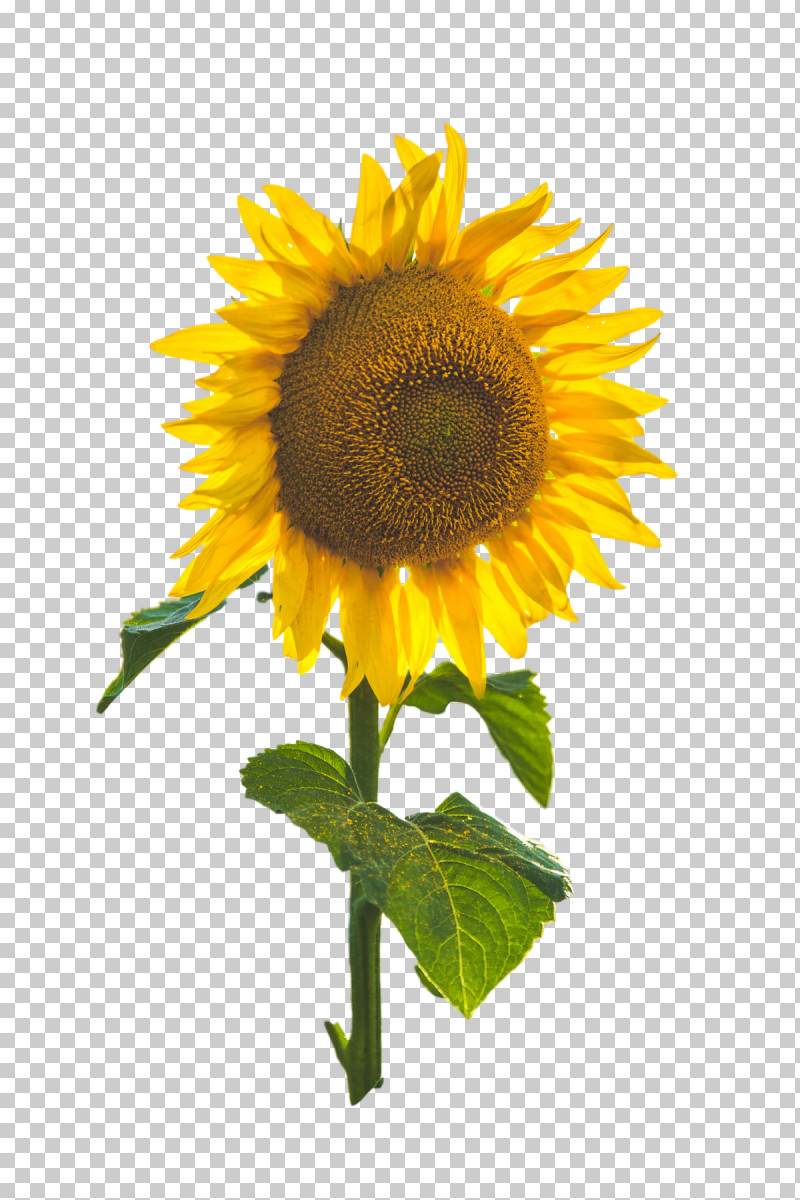 Common Sunflower Plant Stem Flower Annual Plant Flora PNG, Clipart, Annual Plant, Common Sunflower, Flora, Flower, Petal Free PNG Download