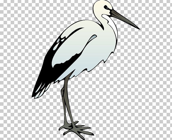 American White Ibis PNG, Clipart, African Sacred Ibis, American White Ibis, Australian White Ibis, Beak, Bird Free PNG Download