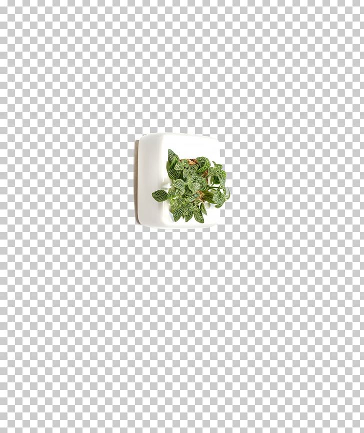 Fittonia Albivenis Germany White Rectangle PNG, Clipart, Dracaena Fragrans, Fittonia, Fittonia Albivenis, Germany, Miscellaneous Free PNG Download