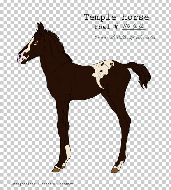 Mustang Foal Mare Colt Stallion PNG, Clipart, Bit, Bridle, Colt, Foal, Halter Free PNG Download