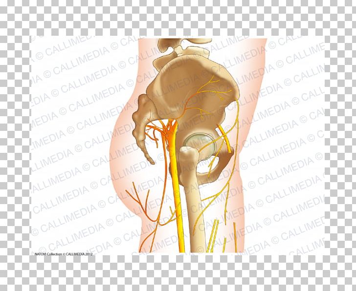 Nerve Human Anatomy Hip Pelvis PNG, Clipart, Abdomen, Anatomy, Arm, Bone, Ear Free PNG Download