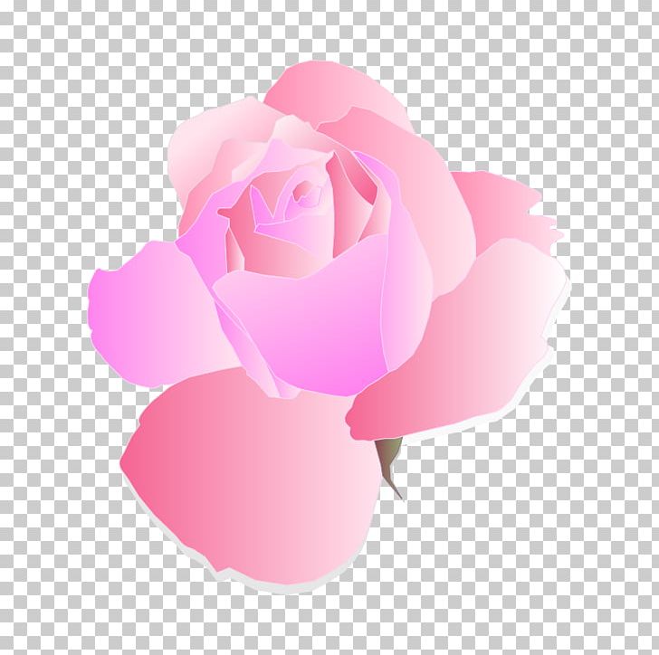 Rose Pink Flowers PNG, Clipart, Black Rose, Blue Rose, Cut Flowers, Flower, Flowering Plant Free PNG Download