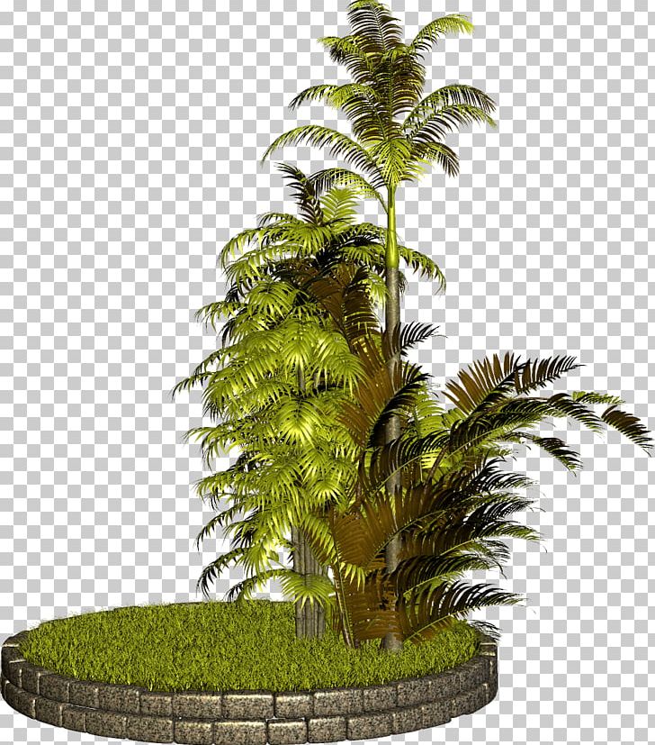 Tree Plant PhotoScape PNG, Clipart, Arecaceae, Arecales, Bonsai, Clip Art, Desktop Wallpaper Free PNG Download