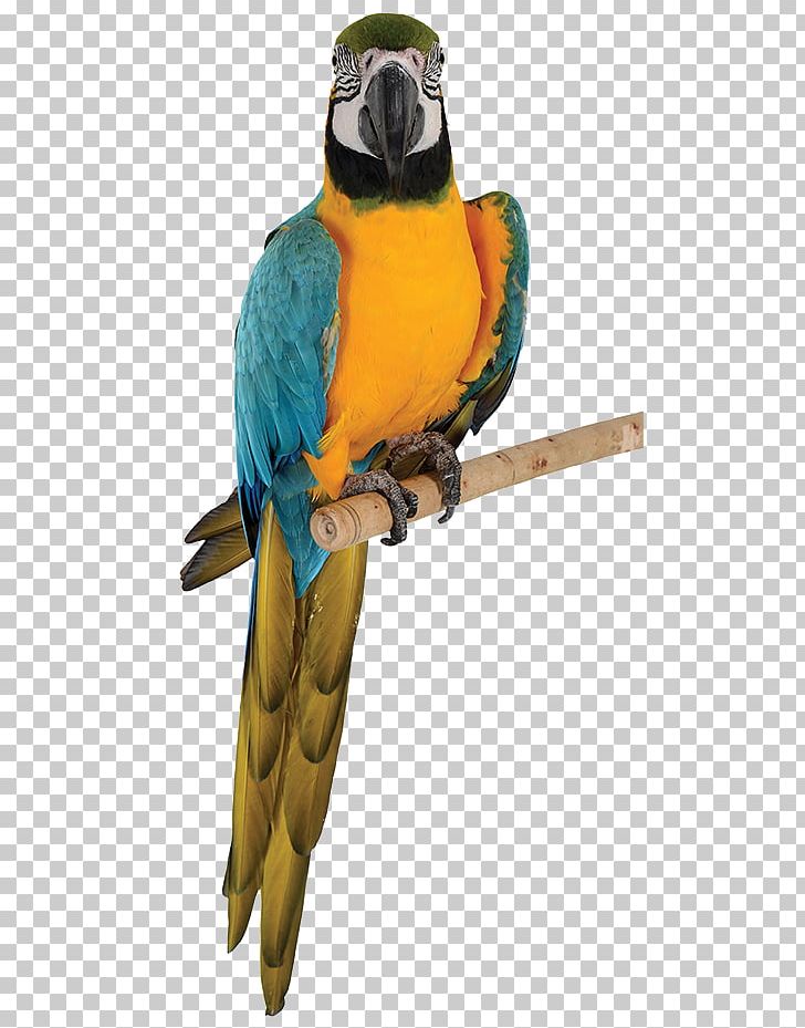 Budgerigar Blue-and-yellow Macaw Parrot Bird PNG, Clipart, Animal, Animals, Beak, Bird, Blue Free PNG Download