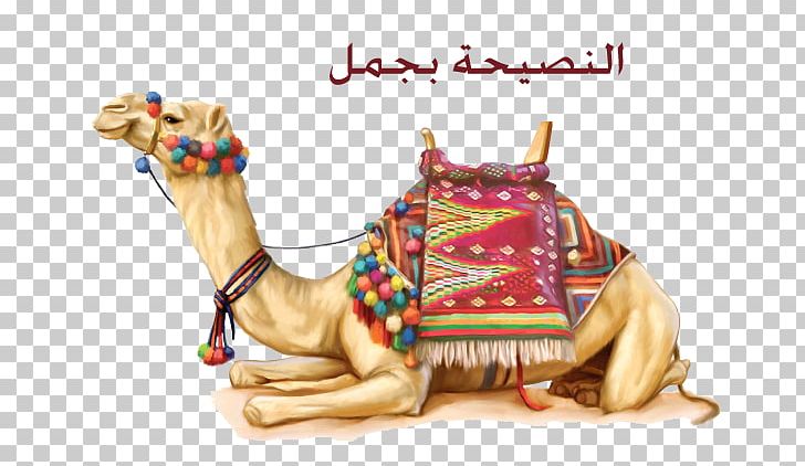 Dromedary Bactrian Camel Australian Feral Camel PNG, Clipart, Animals, Arabian Camel, Australian Feral Camel, Bactrian Camel, Camel Free PNG Download