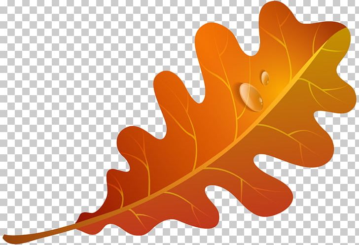 Autumn Leaf Color Orange PNG, Clipart, Autumn, Autumn Leaf Color, Clipart, Clip Art, Color Orange Free PNG Download
