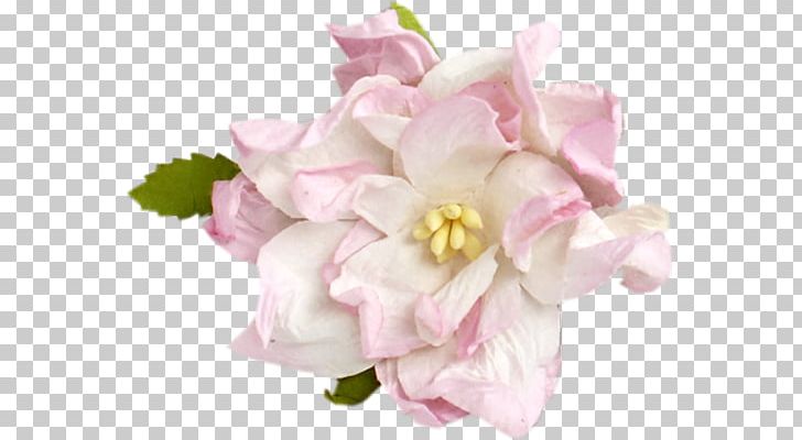 Centifolia Roses PNG, Clipart, 2018, Blog, Blossom, Color, Flower Free PNG Download