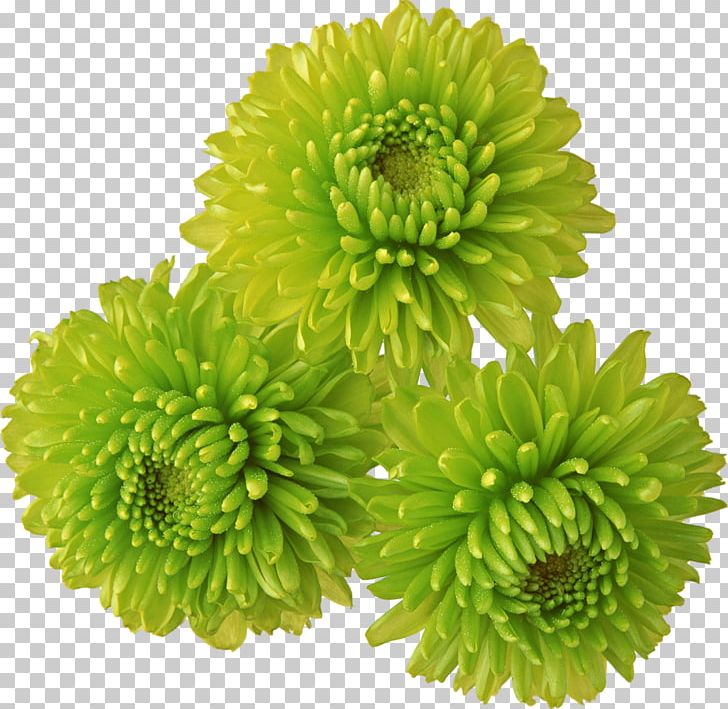 Chrysanthemum Flower PNG, Clipart, Chrysanthemum, Chrysanths, Clip Art, Daisy, Daisy Family Free PNG Download