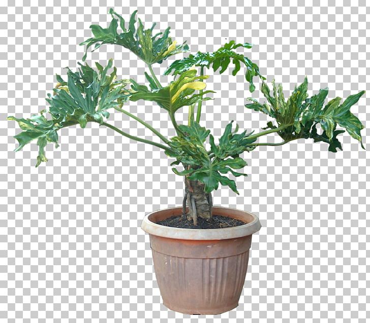 Houseplant Philodendron Bipinnatifidum Oriental Arbor-vitae Tree PNG, Clipart, Arum, Devils Ivy, Evergreen, Flowerpot, Food Drinks Free PNG Download