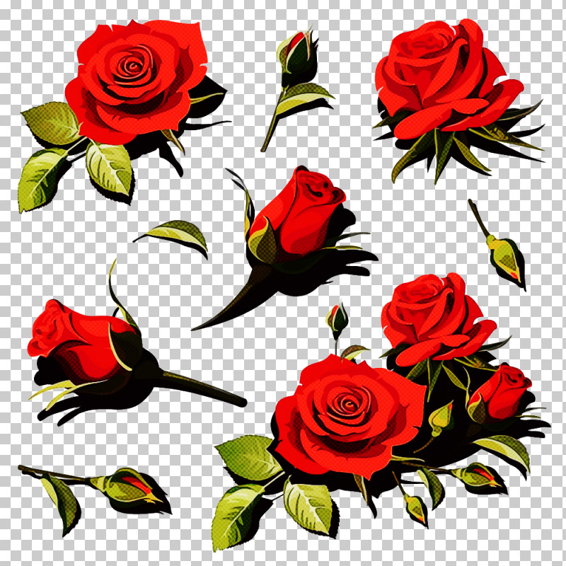 Garden Roses PNG, Clipart, Camellia, Carmine, Cut Flowers, Floribunda, Flower Free PNG Download