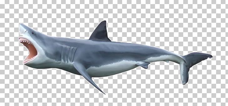 Shark Fin Soup Great White Shark Shark Finning PNG, Clipart, Animals, Artwork, Blog, Blue Shark, Bull Shark Free PNG Download