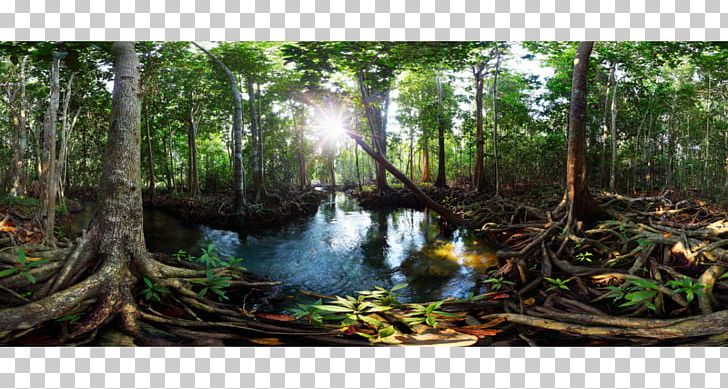Tha Pom Klong Song Nam Freshwater Swamp Forest Peat Swamp Forest Mangrove PNG, Clipart, Bayou, Bog, Ecosystem, Forest, Jungle Free PNG Download