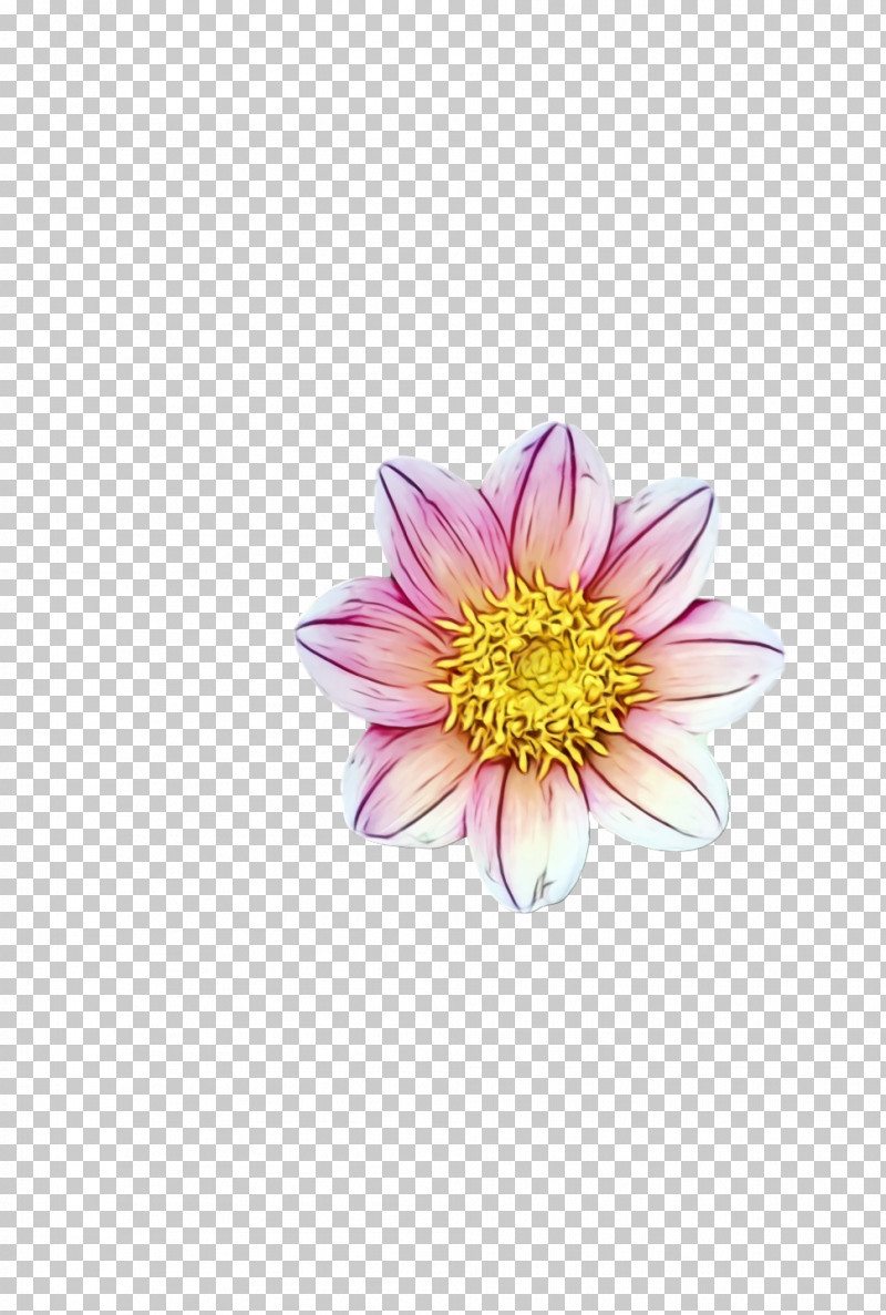 Dahlia Chrysanthemum PNG, Clipart, Chrysanthemum, Dahlia, Paint, Watercolor, Wet Ink Free PNG Download