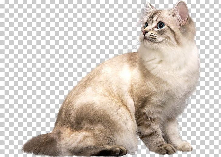 American Bobtail Australian Mist American Wirehair The Rabbi's Cat Whiskers PNG, Clipart, American Wirehair, Animal, Animals, Asian, Asian Semi Longhair Free PNG Download