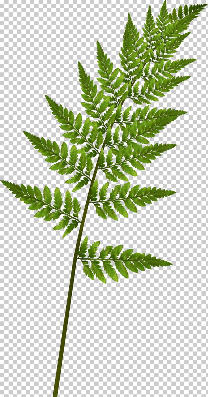 Fern Green Pine Leaf PNG, Clipart, Alice, Alice In Wonderland, Autumn Leaves, Banana Leaves, Branch Free PNG Download