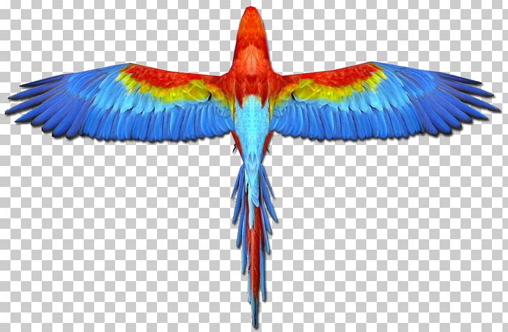 Scarlet Macaw Parrot Blue-and-yellow Macaw Bird PNG, Clipart, Beak, Bird, Blue And Yellow Macaw, Blueandyellow Macaw, Common Pet Parakeet Free PNG Download