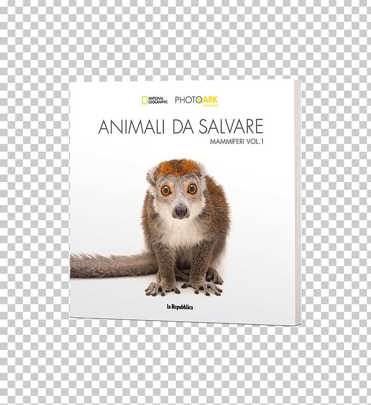 Auditorium Parco Della Musica The Photo Ark: One Man's Quest To Document The World's Animals Exhibition Art PNG, Clipart,  Free PNG Download