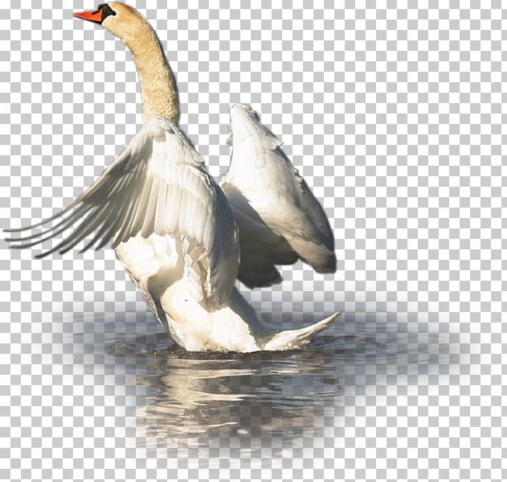 Cygnini Duck Goose Bird Waterfowl PNG, Clipart, Anatidae, Animal, Animals, Anseriformes, Beak Free PNG Download