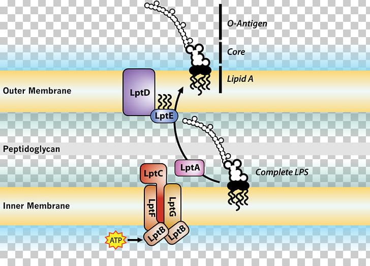 Endotoxin Cell Membrane Bacterial Outer Membrane Gram-negative Bacteria PNG, Clipart, Amphiphile, Angle, Antigen, Area, Bacteria Free PNG Download