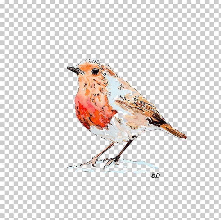 European Robin Drawing Paper Bird Watercolor Painting PNG, Clipart, Animals, Beak, Bird, Christmas Card, Crowned Pigeon Free PNG Download