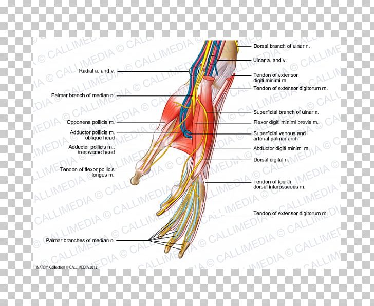 Finger Nerve Muscles Of The Hand Blood Vessel PNG, Clipart, Anatomy, Arm, Beak, Blood Vessel, Diagram Free PNG Download