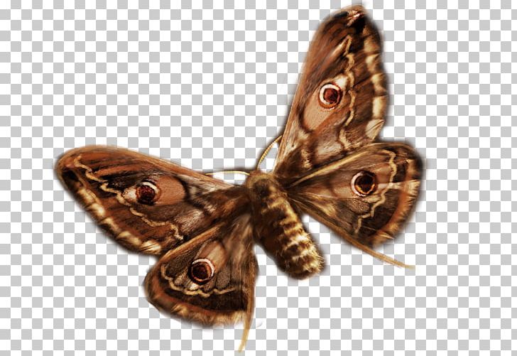Moth Shoe PNG, Clipart, Amber Lyon, Arthropod, Butterfly, Insect, Invertebrate Free PNG Download