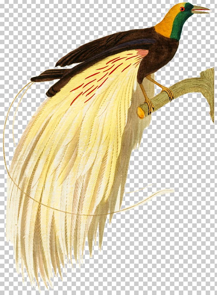 Bird Of Prey Beak Galliformes Water Bird PNG, Clipart, Animal, Animals, Beak, Bird, Bird Of Prey Free PNG Download