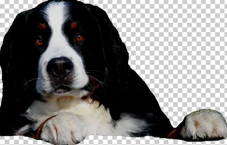 Dog Breed Bernese Mountain Dog Greater Swiss Mountain Dog Puppy Bernedoodle PNG, Clipart, Animals, Bernedoodle, Bernese Mountain Dog, Breed, Breeder Free PNG Download