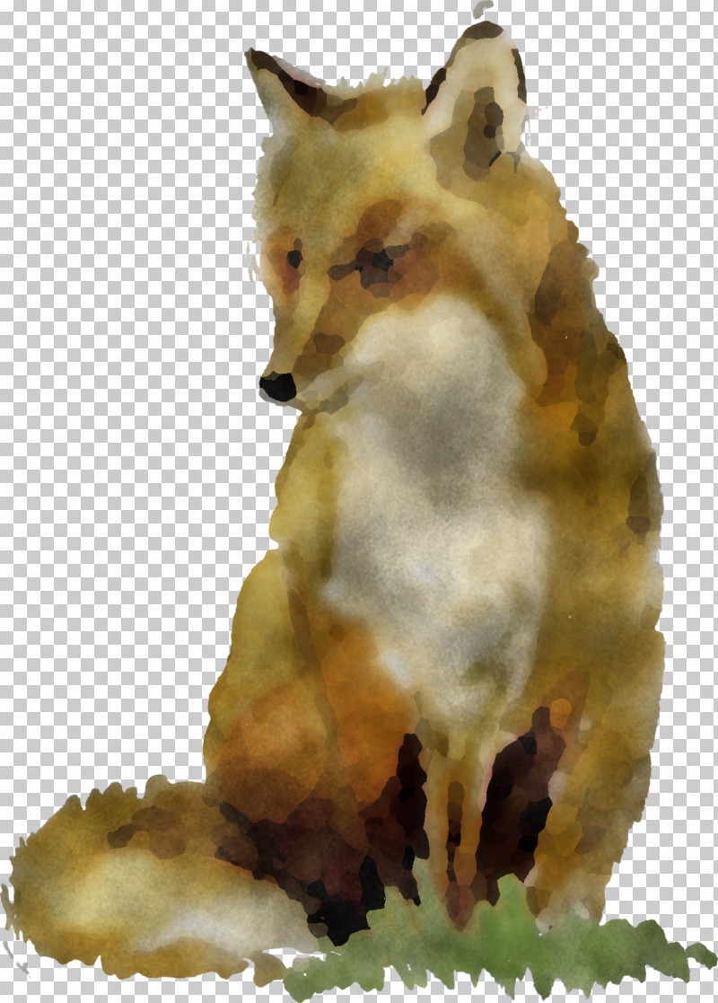 Red Fox Fox Wildlife Snout Coyote PNG, Clipart, Coyote, Fox, Fur, Red Fox, Snout Free PNG Download