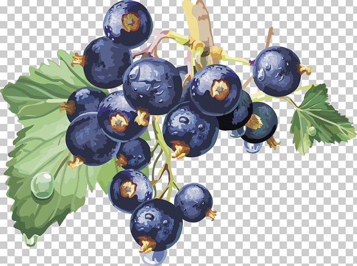 Blackcurrant Frutti Di Bosco Redcurrant Varenye Macaron PNG, Clipart, Bilberry, Blackberries, Blueberry Bush, Blueberry Cake, Blueberry Jam Free PNG Download