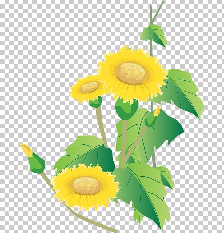 Common Sunflower Cut Flowers PNG, Clipart, Common Sunflower, Cut Flowers, Daisy, Daisy Family, Dandelion Free PNG Download