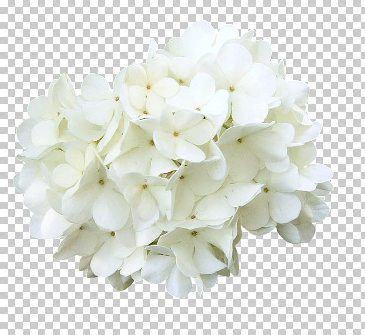 Cut Flowers PNG, Clipart, Blossom, Cherry Blossom, Coreldraw, Cornales, Curd Free PNG Download
