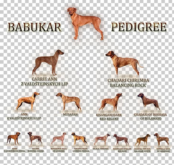 Dog Breed Sporting Group Font PNG, Clipart, Achernar, Animals, Breed, Carnivoran, Dog Free PNG Download
