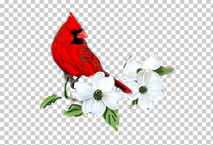 Flowering Dogwood Graphics Red Osier Dogwood Illustration PNG, Clipart, Beak, Bird, Cardinal, Cut Flowers, Dogwood Free PNG Download