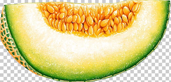 Honeydew Cantaloupe Melon Fruit PNG, Clipart, Cantaloupe, Coloring Book, Commodity, Cucumber Gourd And Melon Family, Drawing Free PNG Download