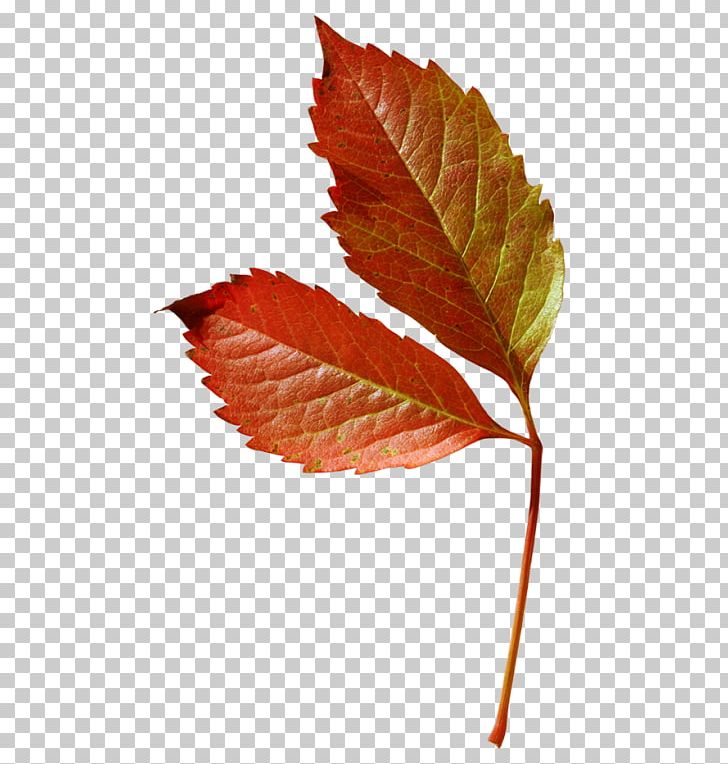 Maple Leaf Plant Stem Deciduous PNG, Clipart, Autumn, Deciduous, Leaf, Maple Leaf, Plant Free PNG Download