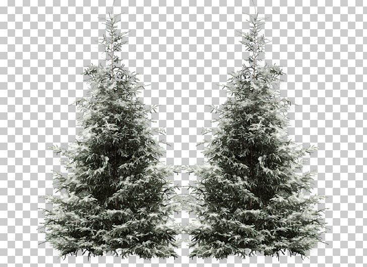 Tree PNG, Clipart, Biome, Black And White, Blog, Branch, Christmas Free PNG Download