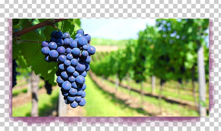 Wine Lambrusco Chianti DOCG Viognier Sangiovese PNG, Clipart, Chianti Docg, Common Grape Vine, Flowering Plant, Food, Food Drinks Free PNG Download