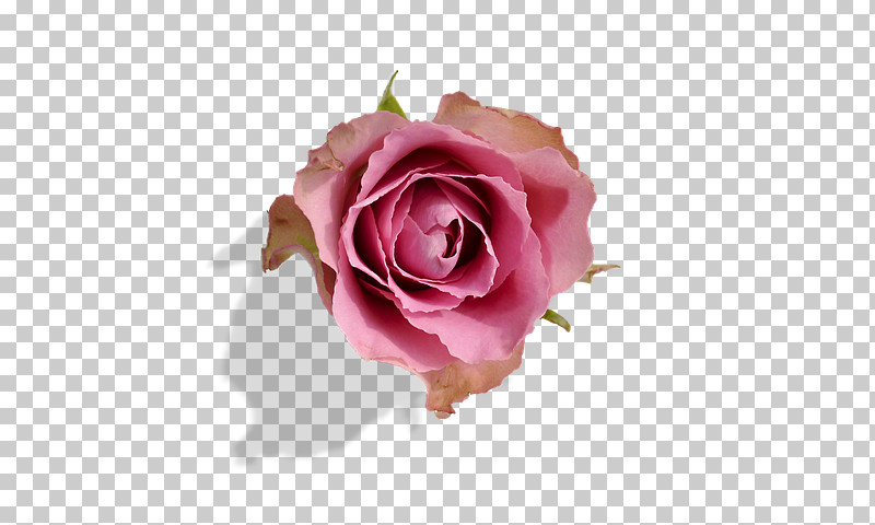 Garden Roses PNG, Clipart, Closeup, Cut Flowers, Floribunda, Flower, Garden Roses Free PNG Download