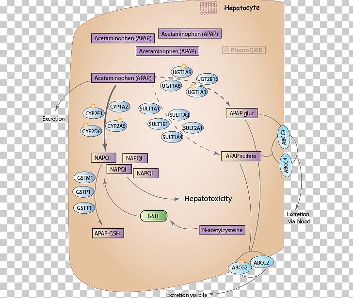 Acetaminophen Pharmacokinetics Propyphenazone/paracetamol/caffeine Dose Toxicity PNG, Clipart, Acetaminophen, Analgesic, Aspirin, Coricidin, Diagram Free PNG Download