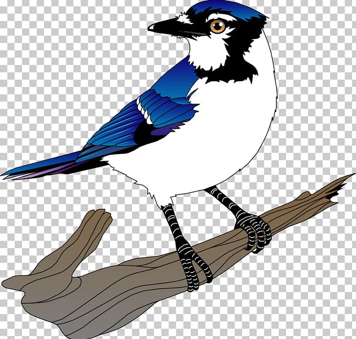 Blue Jay Bird PNG, Clipart, Beak, Bird, Blog, Blue Jay, Cartoon Free PNG Download