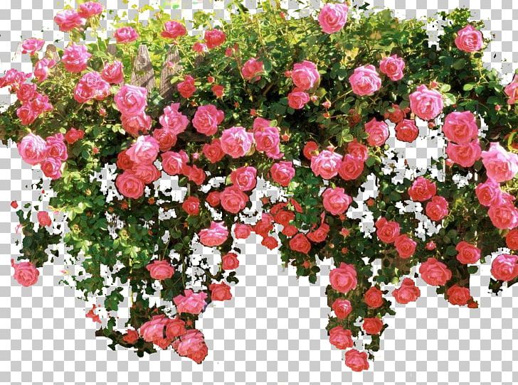 Garden Roses Memorial Rose Floribunda Shrub Pink PNG, Clipart,  Free PNG Download