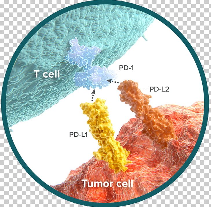 Programmed Cell Death Protein 1 Immune System Natural Killer Cell Cancer PNG, Clipart, Cancer, Cancer Immunotherapy, Carcinoma, Cell, Cytotoxic T Cell Free PNG Download