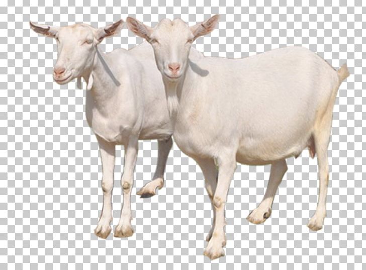 Goat Sheep Milk Cattle PNG, Clipart, Animals, Cattle, Cattle Like Mammal, Cow Goat Family, Download Free PNG Download