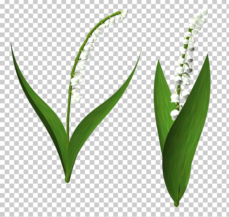Lily Of The Valley Plant Stem Commodity PNG, Clipart, 14 July, Commodity, Grass, Grasses, Grass Family Free PNG Download