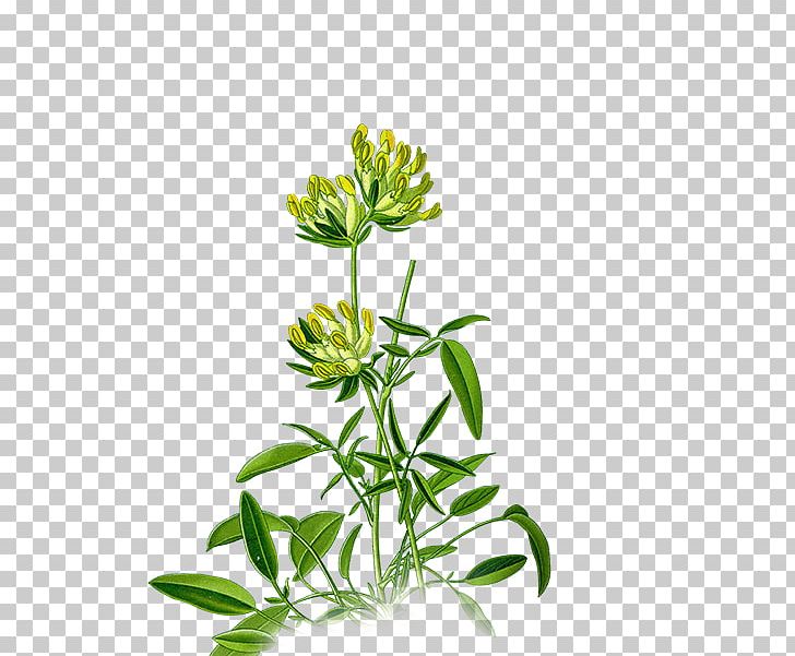 Anthyllis Vulneraria Medicinal Plants Plants For A Future Legumes PNG, Clipart, Anthyllis Vulneraria, Bellis Sylvestris, Centaurium Erythraea, Common Daisy, Cut Flowers Free PNG Download