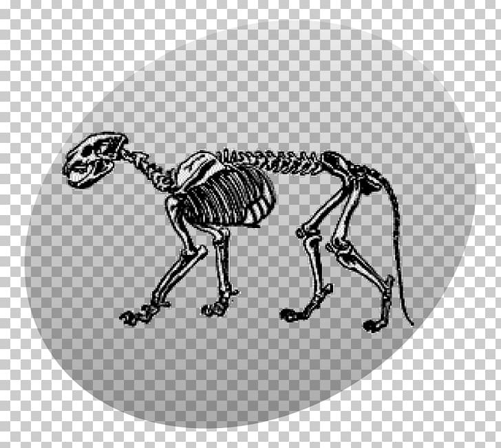 Lion Skeleton Cougar Skull PNG, Clipart, Animal, Art, Black And White, Cougar, Drawing Free PNG Download