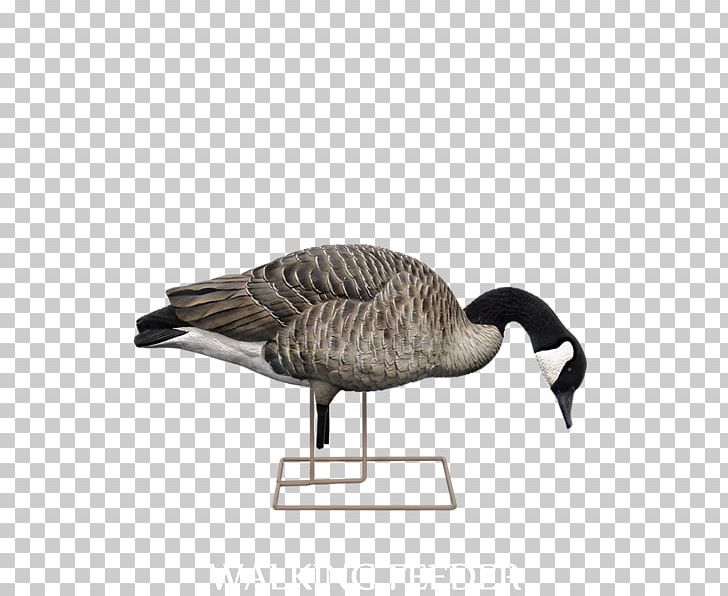 Mallard Canada Goose Decoy Hunting PNG, Clipart, Animals, Anseriformes, Beak, Bird, Business Free PNG Download