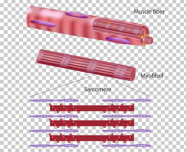 Skeletal Muscle Myofibril Muscle Tissue Muscle Contraction Muscular System PNG, Clipart, Anatomy, Cell, Epimysium, Fiber, Human Body Free PNG Download