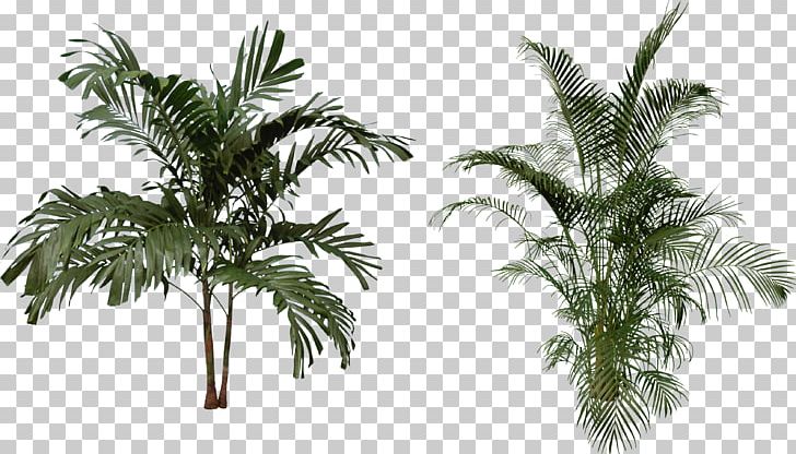 Arecaceae PNG, Clipart, Arecaceae, Arecales, Attalea Speciosa, Branch, Clip Art Free PNG Download